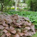 Rodgersia podophylla